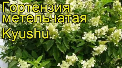 Гортензия метельчатая (Hydrangea paniculata `Kyushu`) - Гортензия  метельчатая - Кустарники - Каталог - LESKOVO-PITOMNIK.ru