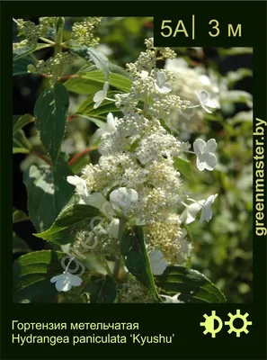 Hydrangea paniculata 'Kyushu' - Гортензия (Голландия и Франция) - Каталог -  LandSad.ru