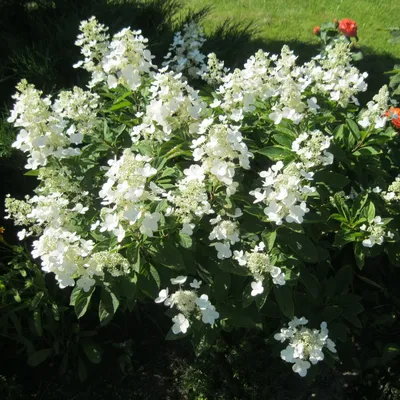 Гортензия метельчатая Киушу. Краткий обзор, описание характеристик  hydrangea paniculata Kyushu - YouTube