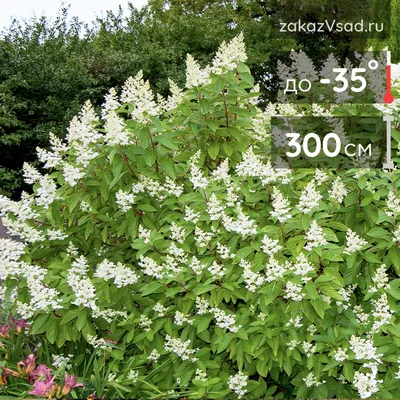 Гортензия метельчатая \"Киушу\" (Hydrangea paniculata \"Kyushu\") - Питомник и  Садовый центр Русские Деревья