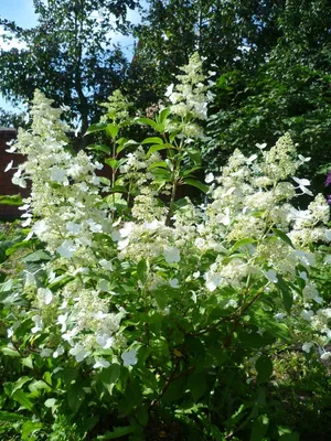 Гортензия метельчатая “Kyushu” (Hydrangea paniculata) | Margaritka