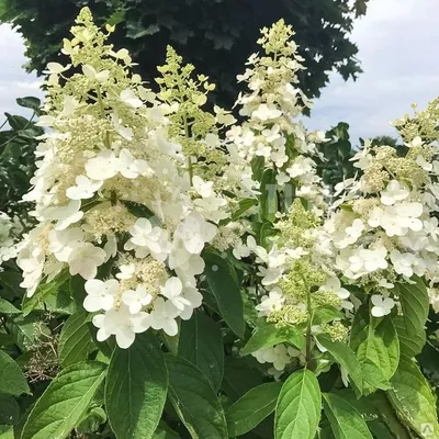 Гортензия метельчатая Киушу (Kyushu) Купить - Питомник саженцев и сортовых  растений \"Мир растений\"