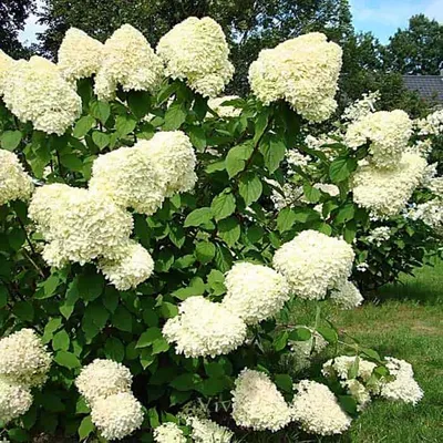 Гортензия метельчатая (Hydrangea paniculata `Silver Dollar`) - Гортензия  метельчатая - Кустарники - Каталог - LESKOVO-PITOMNIK.ru