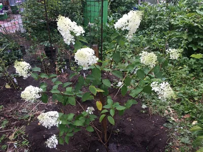 Гортензия метельчатая (Hydrangea paniculata `Silver Dollar`) - Гортензия  метельчатая - Кустарники - Каталог - LESKOVO-PITOMNIK.ru