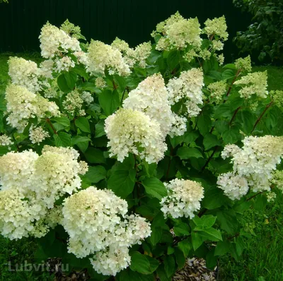 Гортензия метельчатая (Hydrangea paniculata `Silver Dollar`) - Гортензия  метельчатая - Кустарники - Каталог - LESKOVO-PITOMNIK.ru