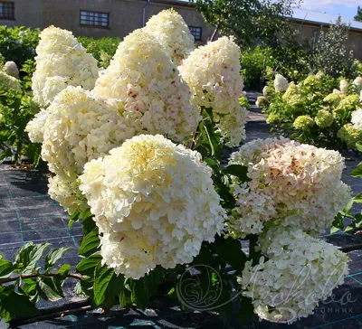 Гортензия метельчатая Hydrangea paniculata \"Silver Dollar\" | Сибирские  газоны - Сибирские газоны