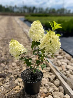 Гортензия метельчатая \"Сильвер Доллар\" (Hydrangea paniculata Silver Dollar)  | \"Кедр\" Питомник растений в СПб