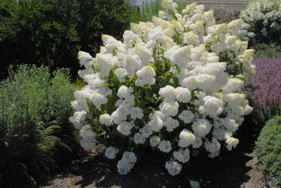 Гортензия метельчатая (Hydrangea paniculata `Silver Dollar`) - Гортензия  метельчатая - Кустарники - Каталог - LESKOVO-PITOMNIK.ru