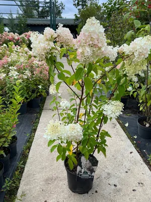 Гортензия метельчатая Сильвер Доллар (Hydrangea paniculata Silver Dollar)  3-6 веток 5л свежая посадка, цена в Санкт-Петербурге от компании  Вилла-планта (садовый центр и питомник растений, ландшафтное бюро)