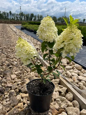 Гортензия метельчатая (Hydrangea paniculata `Silver Dollar`) - Гортензия  метельчатая - Кустарники - Каталог - LESKOVO-PITOMNIK.ru