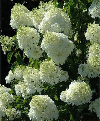 Гортензия метельчатая 'Сильвер Доллар' (Hydrangea paniculata 'Silver  Dollar')