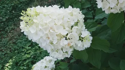 Гортензия метельчатая \"Сильвер доллар\"(Hydrangea paniculata \"Silver Dollar\")