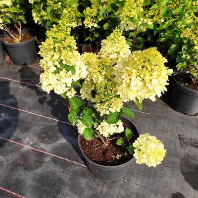 Гортензия Сильвер Доллар / С7,5 / Hydrangea Silver Dollar: продажа, цена в  Харьковской области. Саженцы декоративных деревьев и кустарников от  \"БалСад\" - 1569974046