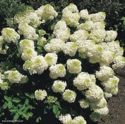 Гортензия Сильвер Доллар / С5 / Hydrangea Silver Dollar: продажа, цена в  Украине. саженцы декоративных деревьев и кустарников от \"БалСад\" -  1190244850