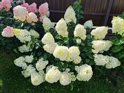 Гортензия метельчатая Сильвер Доллар. (Hydrangea paniculata Silver Dollar)  С3 купить в интернет-магазине ЦВІТСАД с доставкой по Украине