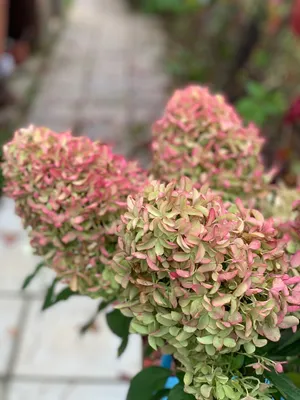 Андрей - Новинка выставки Plantarium 2018! Мировой тренд сезона! Hydrangea  paniculata 'Frenne' (🌸Skyfall) — гортензия метельчатая Скайфолл прекрасная  гортензия с чрезвычайно большими соцветиями. Цветки соцветий напоминают  гиацинтовые, с удлиненными ...