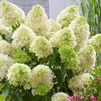 Гортензия метельчатая Скайфолл Hydrangea paniculate Skyfall - купить  декоративные и хвойные растения с доставкой по Украине в магазине Добродар