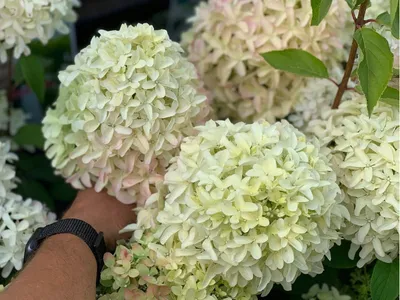 Гортензия метельчатая Скайфолл Hydrangea paniculata 'Frenne' (Skyfall)  лепестки как у гиацинтов. - YouTube