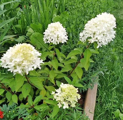 Гортензия метельчатая Геркулес (Hydrangea paniculata) , гортензии ,  гортензия - Экзотик Флора