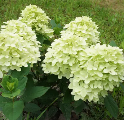 Гортензия метельчатая Скайфолл (Hydrangea paniculata Skyfall) 3-х летняя ᐉ  купить с доставкой почтой по Украине в питомнике Биосад