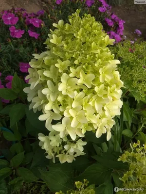 Гортензия метельчатая Скайфолл Hydrangea paniculate Skyfall - купить  декоративные и хвойные растения с доставкой по Украине в магазине Добродар