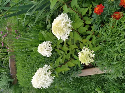 Гортензия метельчатая Скайфолл / Френне🌿🌿🌿 Hydrangea paniculata Skyfall  / Frenne - YouTube