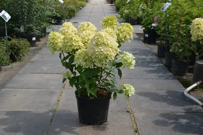 Метельчатые : Hydrangea paniculata Skyfall-Гортензия метельчатая Скайфолл