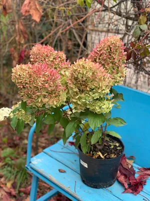 Гортензия метельчатая Скайфолл (Hydrangea paniculata Skyfall)