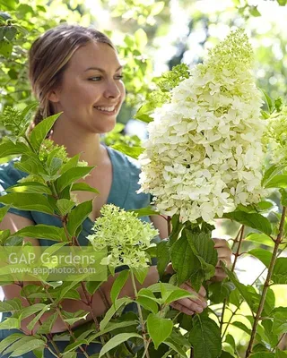 Гортензия метельчатая Скайфолл Hydrangea paniculate Skyfall - купить  декоративные и хвойные растения с доставкой по Украине в магазине Добродар