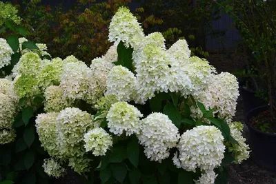 Гортензия метельчатая Скайфолл. (Hydrangea paniculata Skyfall) С3, 3-летка  купить в интернет-магазине ЦВІТСАД с доставкой по Украине