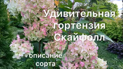 Гортензия метельчатая Скайфолл