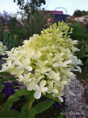 Гортензия метельчатая Скайфолл (Hydrangea paniculata Skyfall) 3-х летняя ᐉ  купить с доставкой почтой по Украине в питомнике Биосад