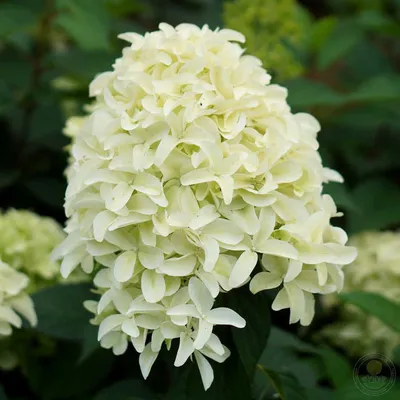 Гортензия метельчатая Скайфолл / Френне (Hydrangea paniculata Skyfall /  Frenne) купить саженцы в Москве по низкой цене из питомника, доставка  почтой по всей России | Интернет-магазин Подворье