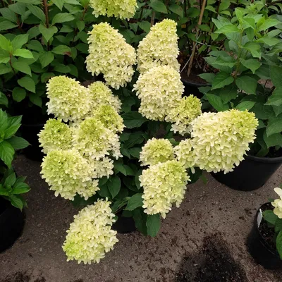 Гортензия метельчатая (Hydrangea paniculata `Skyfall`) - Гортензия  метельчатая - Кустарники - Каталог - LESKOVO-PITOMNIK.ru