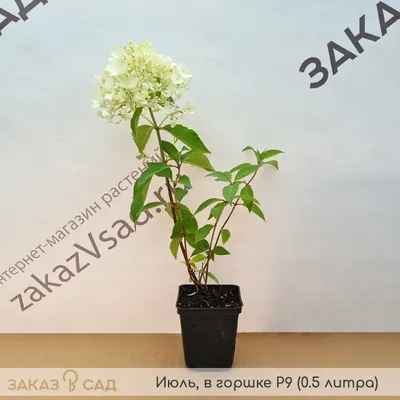 Гортензия метельчатая Скайфолл / С10 / Hydrangea Skyfall: продажа, цена в  Украине. саженцы декоративных деревьев и кустарников от \"БалСад\" -  1419147512