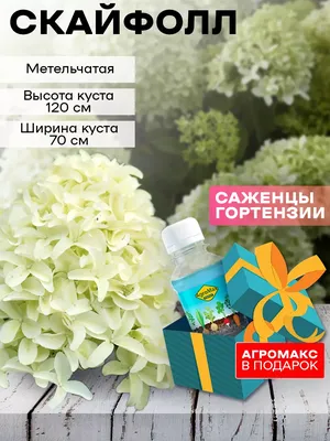 Метельчатые : Hydrangea paniculata Skyfall-Гортензия метельчатая Скайфолл