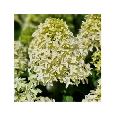 Гортензія волотиста \"SKYFALL\". Гортензия метельчатая \"Скайфолл\". Hydrangea  paniculata \"SKYFALL\" (ID#1554405143), цена: 280 ₴, купить на Prom.ua