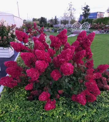 Гортензия Петит Флори (Hydrangea pan. 'Petite Flori') | САД ПОЛТАВИ