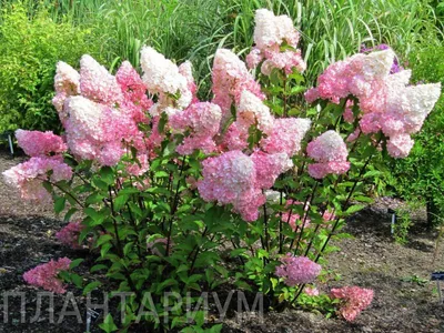 Гортензия Ванилла Фрейз (Hydrangea paniculata Vanille Fraise)