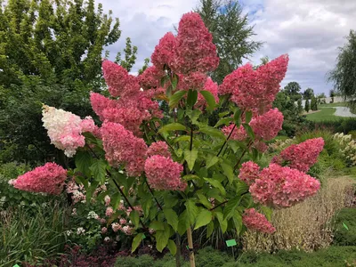 Гортензия метельчатая Ванилла Фрейз (Ванильно-Клубничная) (hydrangea  paniculata vanille fraise, Vanilla Strawberry)