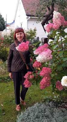 Саженец гортензии метельчатой \"Ванилла Фрайз\"/Hydrangea paniculata \"Vanille  Fraise\" C 20 — цена в Ижевске, купить в интернет-магазине, характеристики и  отзывы, фото