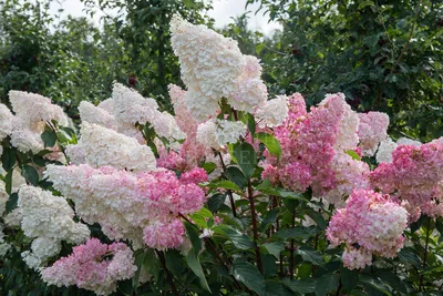 Гортензия метельчатая Ванилла Фрейз (Ванильно-Клубничная) (hydrangea  paniculata vanille fraise, Vanilla Strawberry)