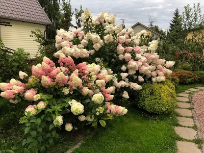 Гортензия метельчатая \"Ванилла Фрейз\" (\"Ренни\") ✓ купить саженцы в  питомнике в Москве, Туле, Белгороде