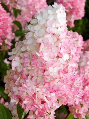 Гортензия метельчатая Ванилла Фрейз Hydrangea paniculate Vanille Fraise -  купить декоративные и хвойные растения с доставкой по Украине в магазине  Добродар