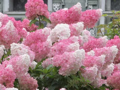 Гортензия метельчатая Ванилла Фрейз. (Hydrangea paniculata Vanille Fraise)  5-летка, С10 купить в интернет-магазине ЦВІТСАД с доставкой по Украине