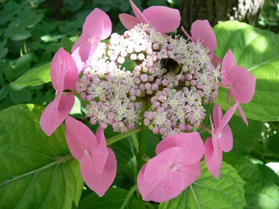 Купить Гортензия крупнолистнаяHydrangea macrophylla Zorro - в питомнике  Флорини