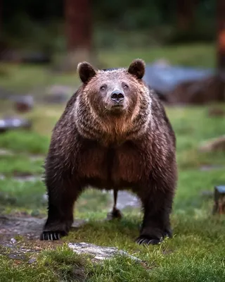 Фото Говно медведя в формате webp