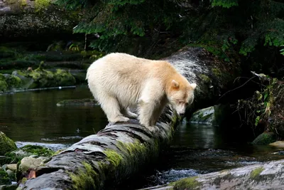 Говно медведя: потрясающие фотографии для восхищения