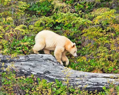 Фото Говно медведя: бесконечная красота природы