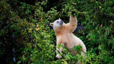 Удивительные фотографии Говно медведя для загрузки